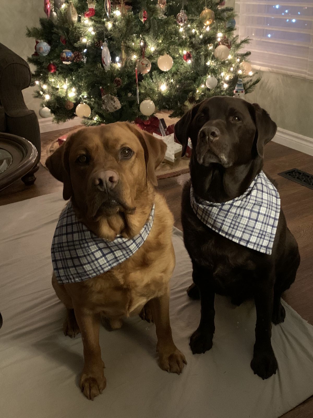 Dog Bandana-Small